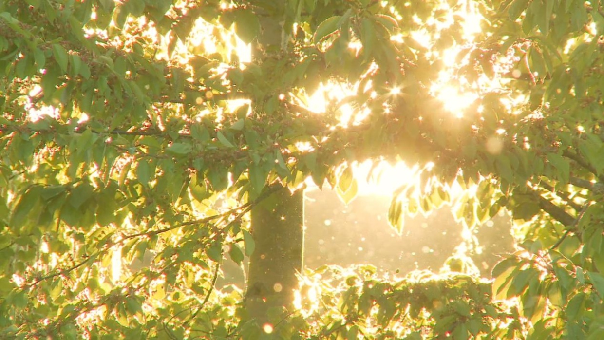 Полезные советы для преодоления сезона аллергии