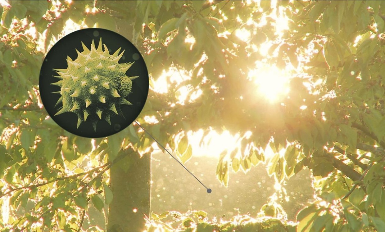 Готовимся к сезону аллергии. Как справиться с аллергией?